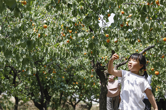 OK【B】平頂山市寶豐縣第二屆金杏採摘節將於5月20日開幕