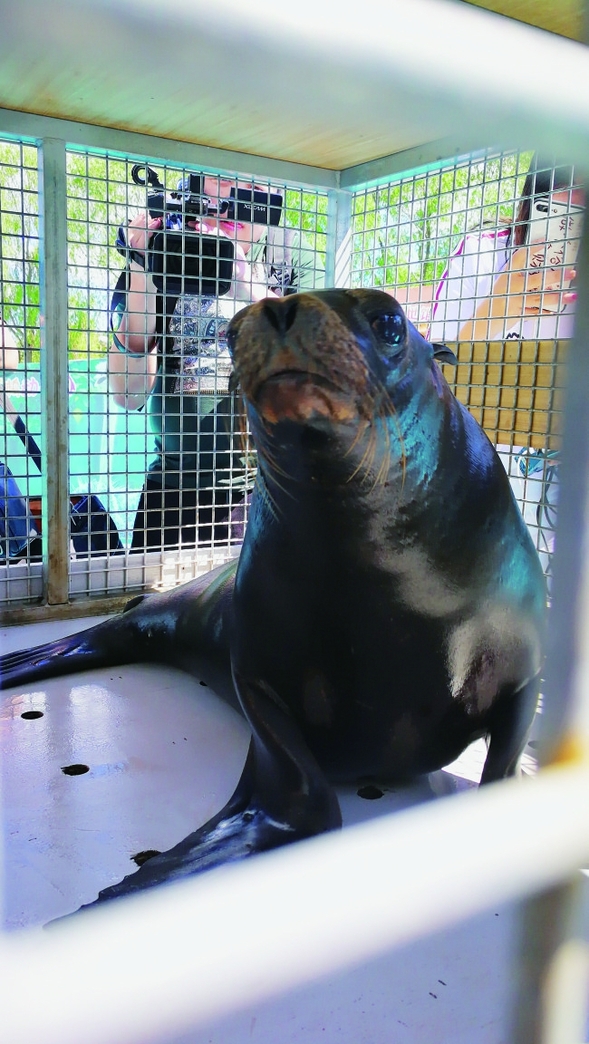 日本2岁海狮“移民”哈尔滨