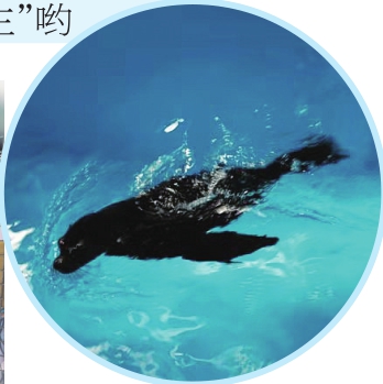 日本2岁海狮“移民”哈尔滨