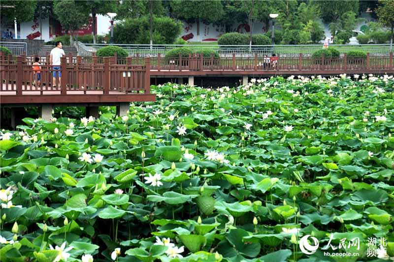 湖北十堰：缤纷六月赏荷季