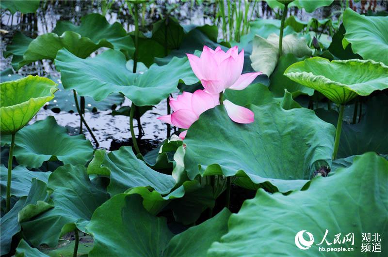 湖北十堰：缤纷六月赏荷季