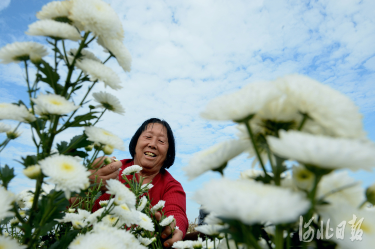 河北平乡：种植杭白菊 满地“致富花”