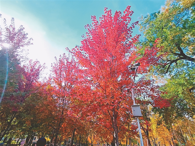 留住落叶 留住秋色 哈尔滨市公园落叶暂缓清理