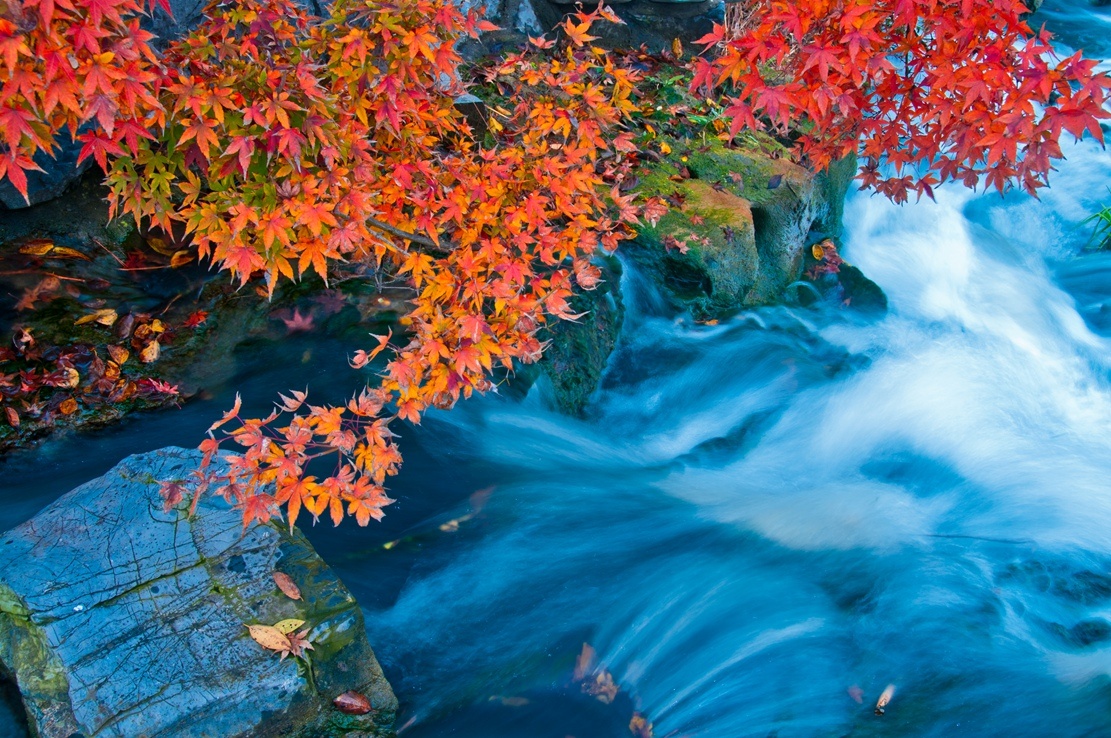 扬州：清风吹红叶 古城秋意浓