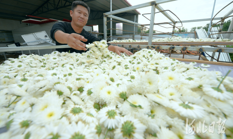 河北平乡：种植杭白菊 满地“致富花”