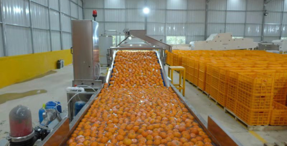 南寧市西鄉塘區：柑橘聯盟助農增收脫貧
