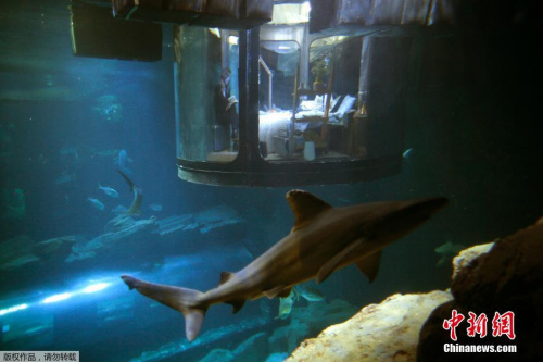 胆子够大吗？巴黎水族馆邀游客与鲨鱼“共眠”(图)