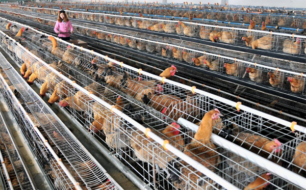 现代化养鸡场笼养鸡舍不仅在土地利用,疫情防控,节省成本方面有明显