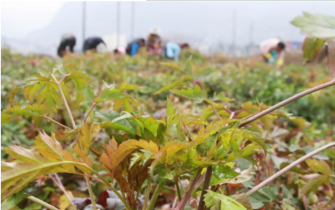 （市州）贵州省大方县被认定为国家区域性良种繁育基地