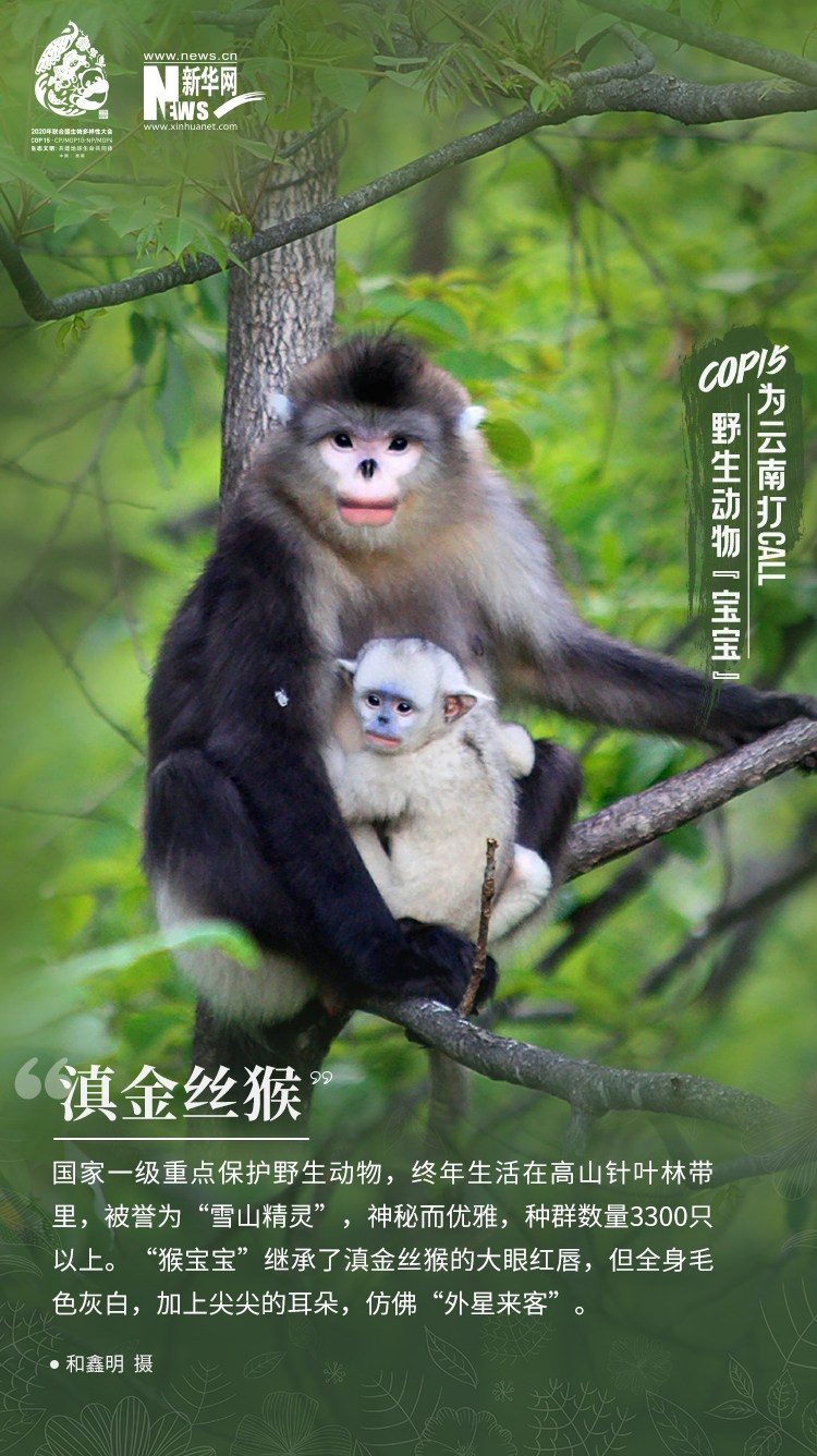 COP15|高萌！云南野生动物“宝宝”集体亮相