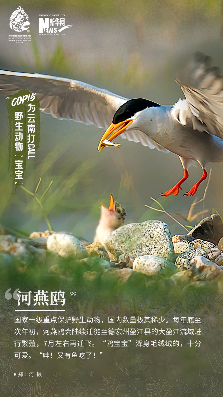 COP15|高萌！云南野生动物“宝宝”集体亮相