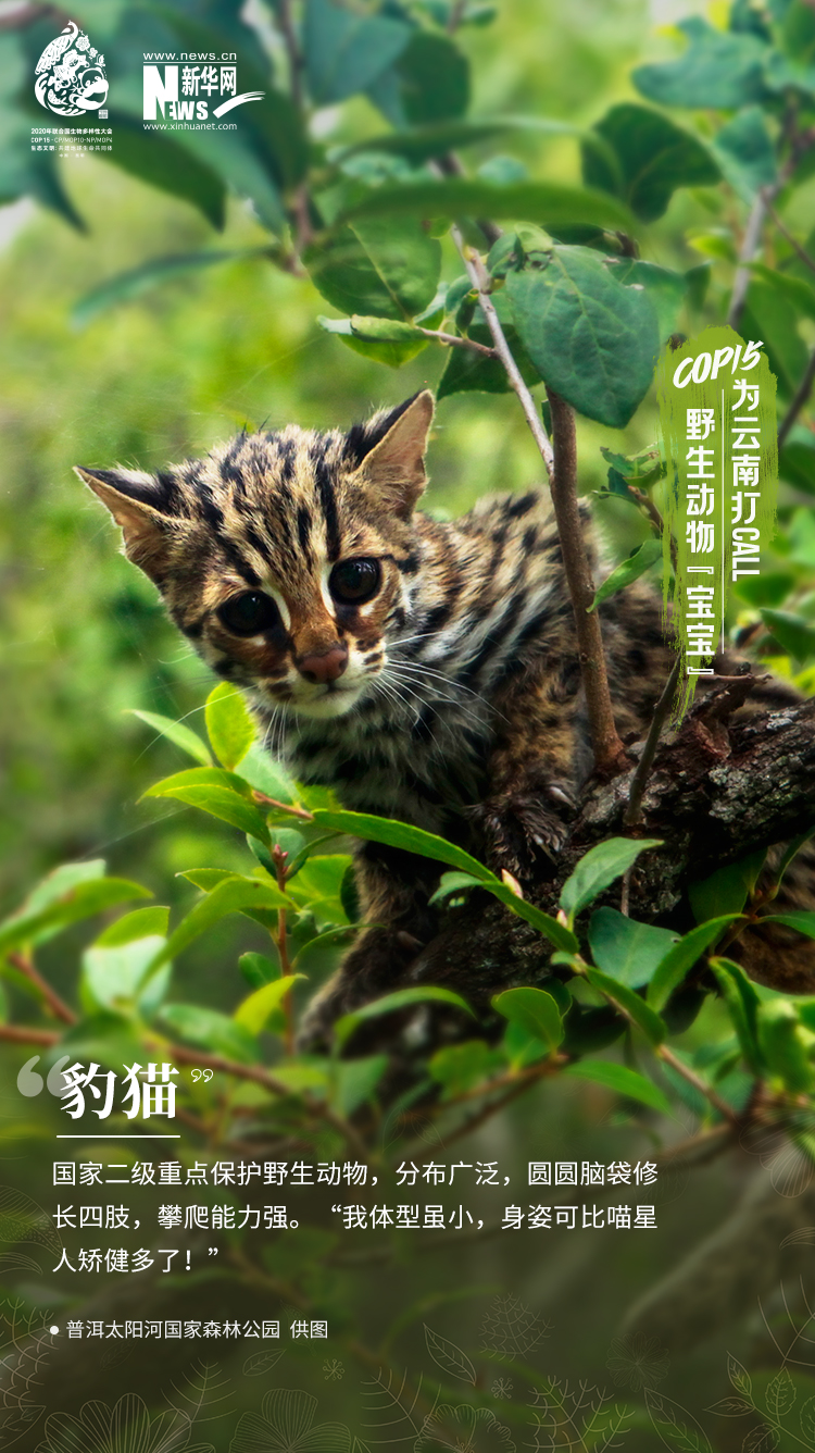 COP15|高萌！云南野生动物“宝宝”集体亮相