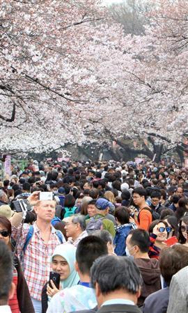 日本迎来最佳赏樱期 多地高温破史上纪录(组图)