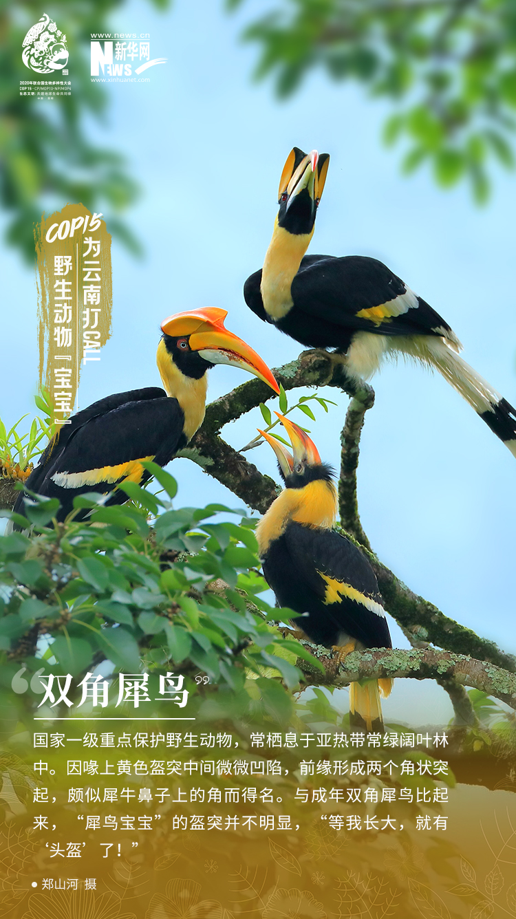 COP15|高萌！云南野生动物“宝宝”集体亮相