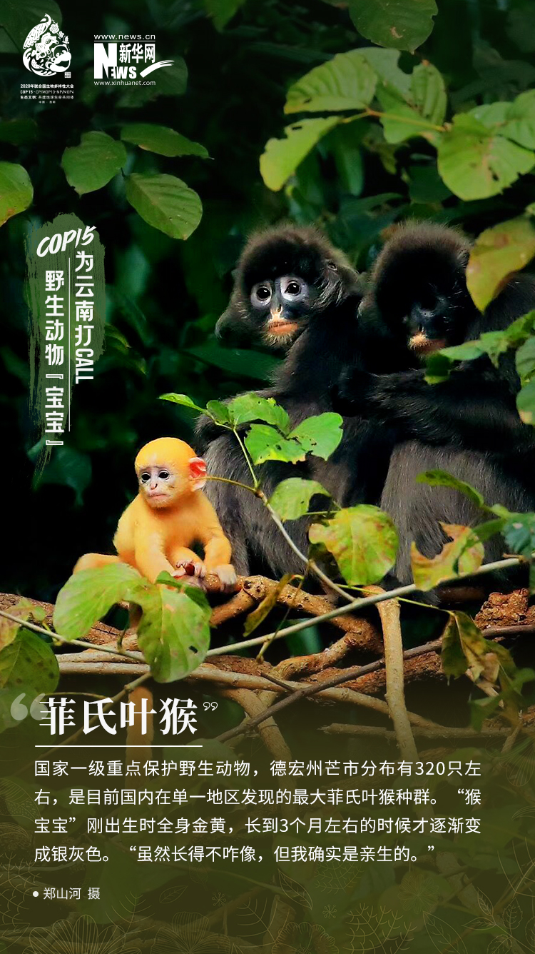 COP15|高萌！云南野生动物“宝宝”集体亮相