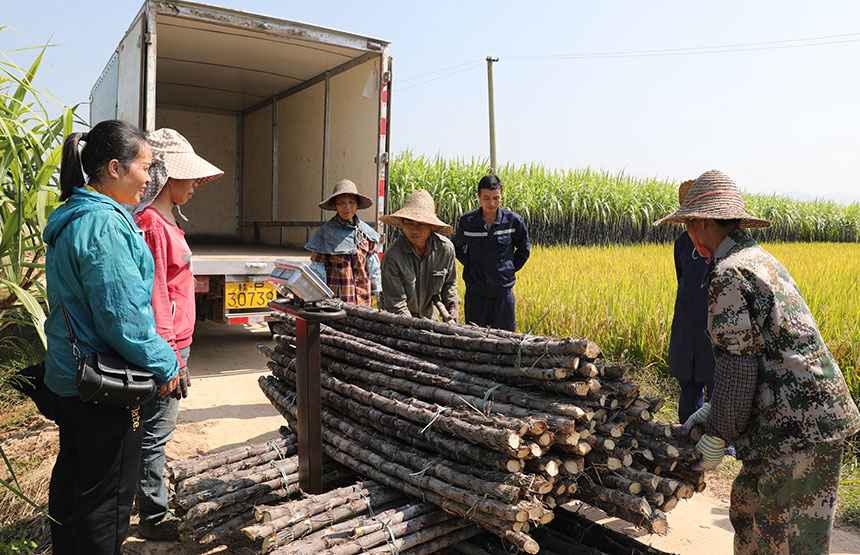 广西上思：从“蔗”里走向乡村振兴