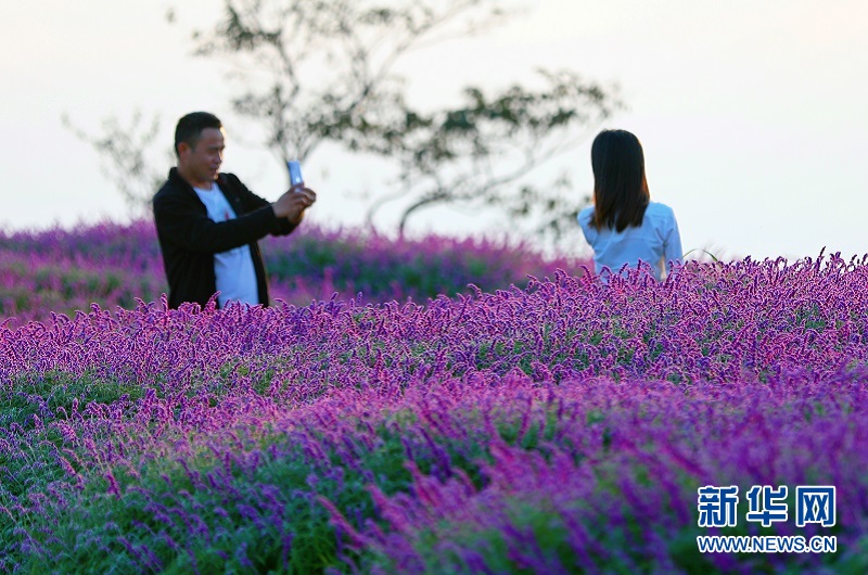 秋花也烂漫 赏花正当时