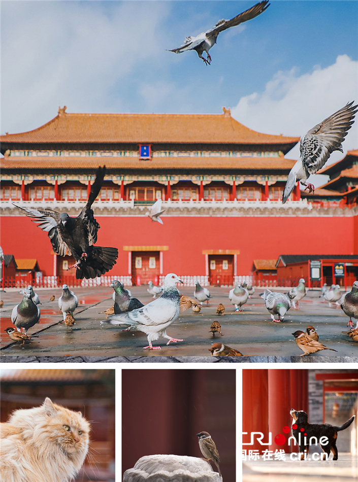 知道风物 ∣ 站在屋顶唱歌的动物们_fororder___172.100.100.3_temp_2_1_2_1_1_b1e4c2e4-36f6-48c1-8280-d05423293ac7