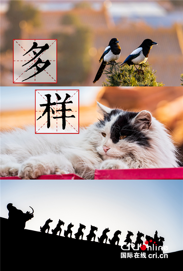 知道风物 ∣ 站在屋顶唱歌的动物们_fororder___172.100.100.3_temp_2_1_2_1_1_cec50de0-ce1c-457b-9f91-aba86f50b03b