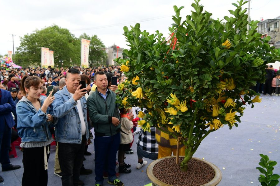 庆丰年奔共富 2021金华赤松佛手丰收节开幕