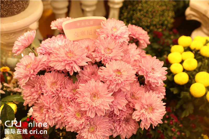 3.2 Million Pots of Chrysanthemums Warmly Welcome Friends from Around the Globe_fororder_5