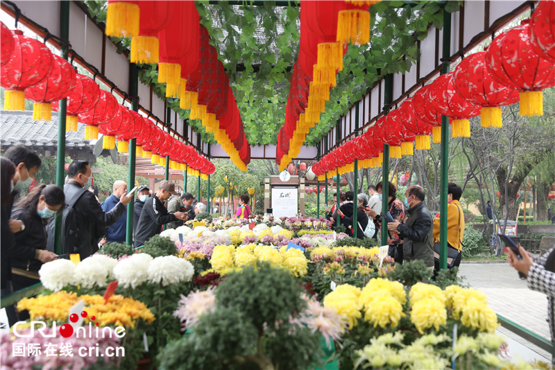 3.2 Million Pots of Chrysanthemums Warmly Welcome Friends from Around the Globe_fororder_6