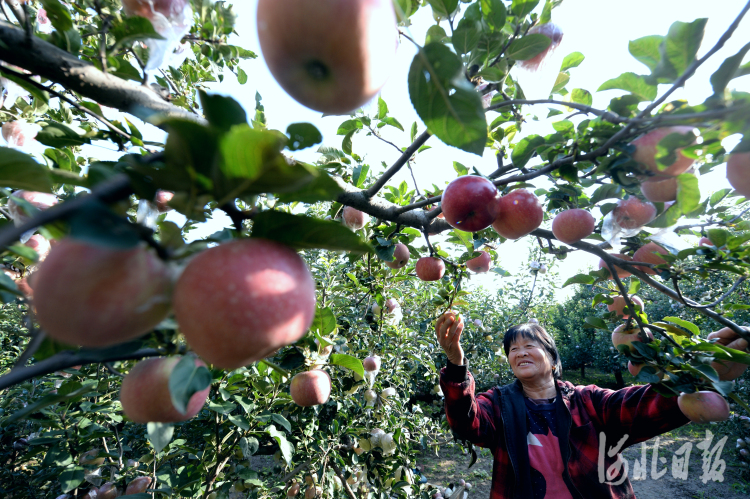 河北隆堯：蘋果紅 生活美