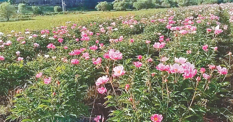 黑河民族乡村合唱小康之歌