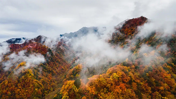 （最高 附链接）广元青川县唐家河红叶进入最佳观赏季_fororder_雨后唐家河