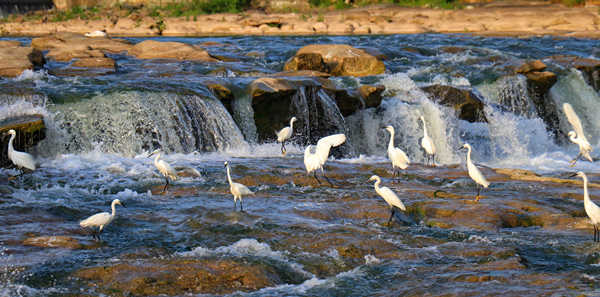 绵阳梓潼初夏时节河水清潼江河上白鹤飞