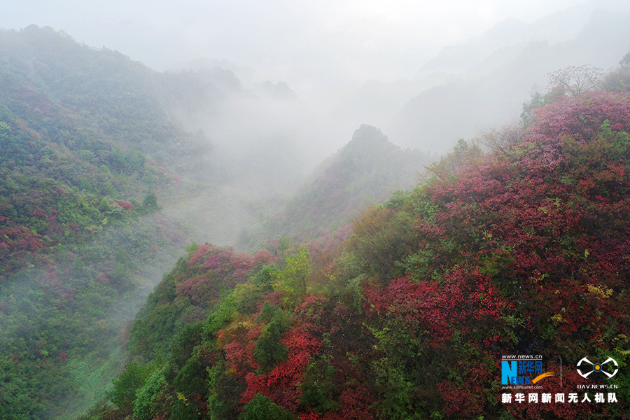 重庆：秋雨过后红叶美 绚丽秋景惹人醉