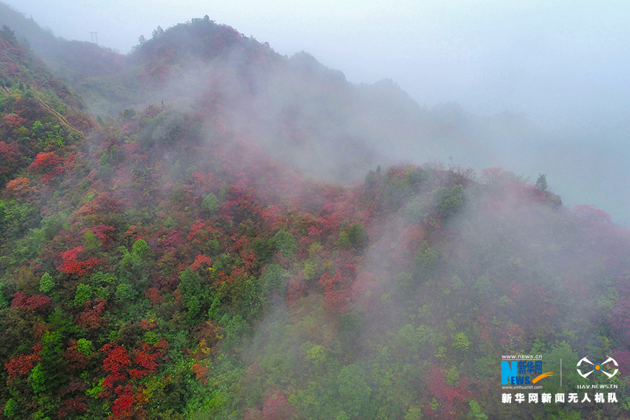 重庆：秋雨过后红叶美 绚丽秋景惹人醉