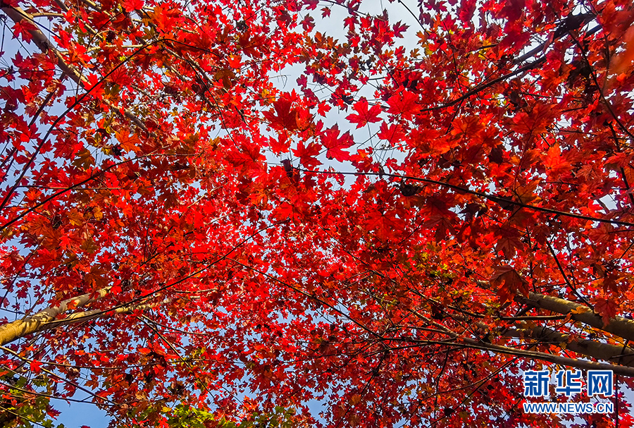 孝感：紅葉似火 點燃秋色