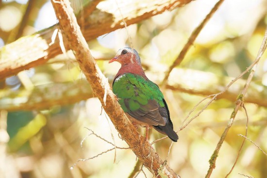 綠翅金鳩顯真容 武夷山國家公園鳥類增至391種