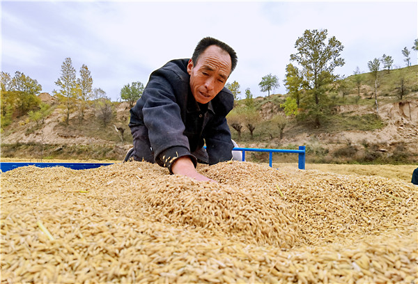 陕西靖边：金色稻田收获忙_fororder_图片83