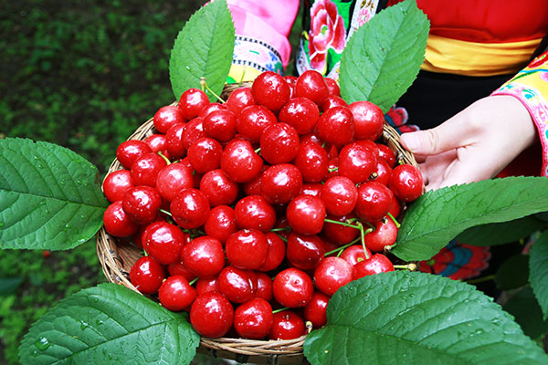 茂县大樱桃上市 资深果农揭示"千年果乡"之秘