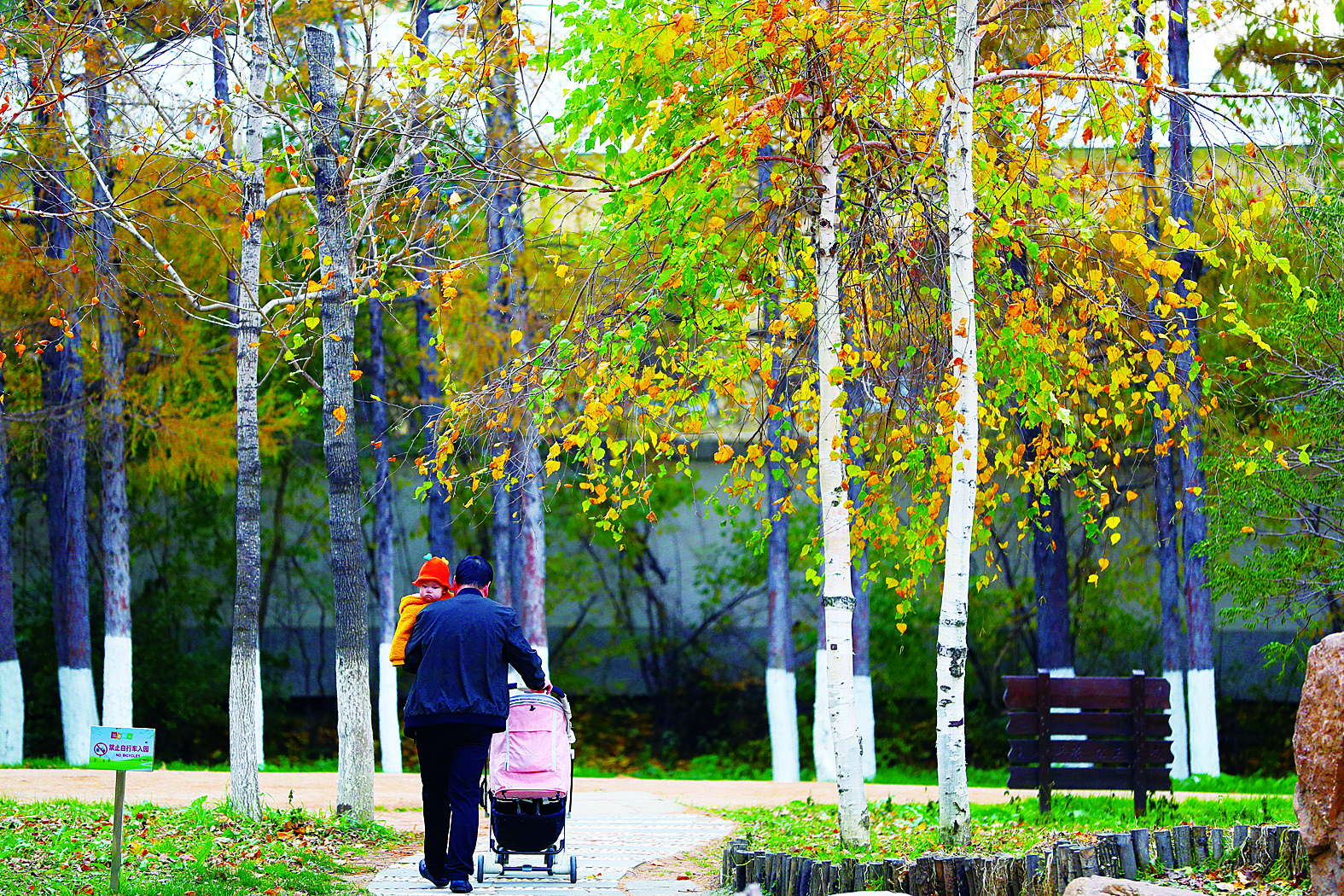 长春百木园“黄金大道” 成网红打卡地