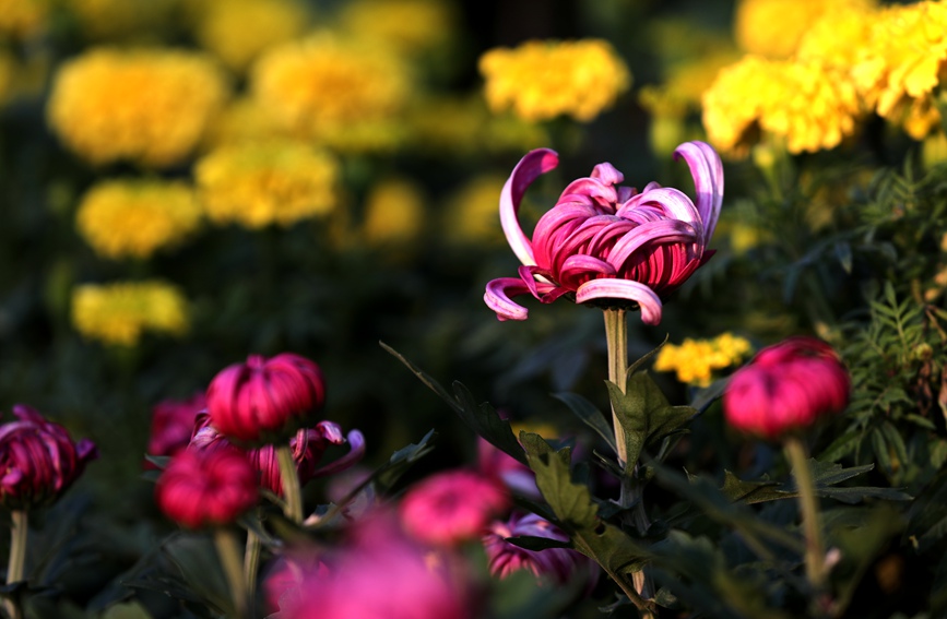 河南开封：万千花海 阵阵菊香