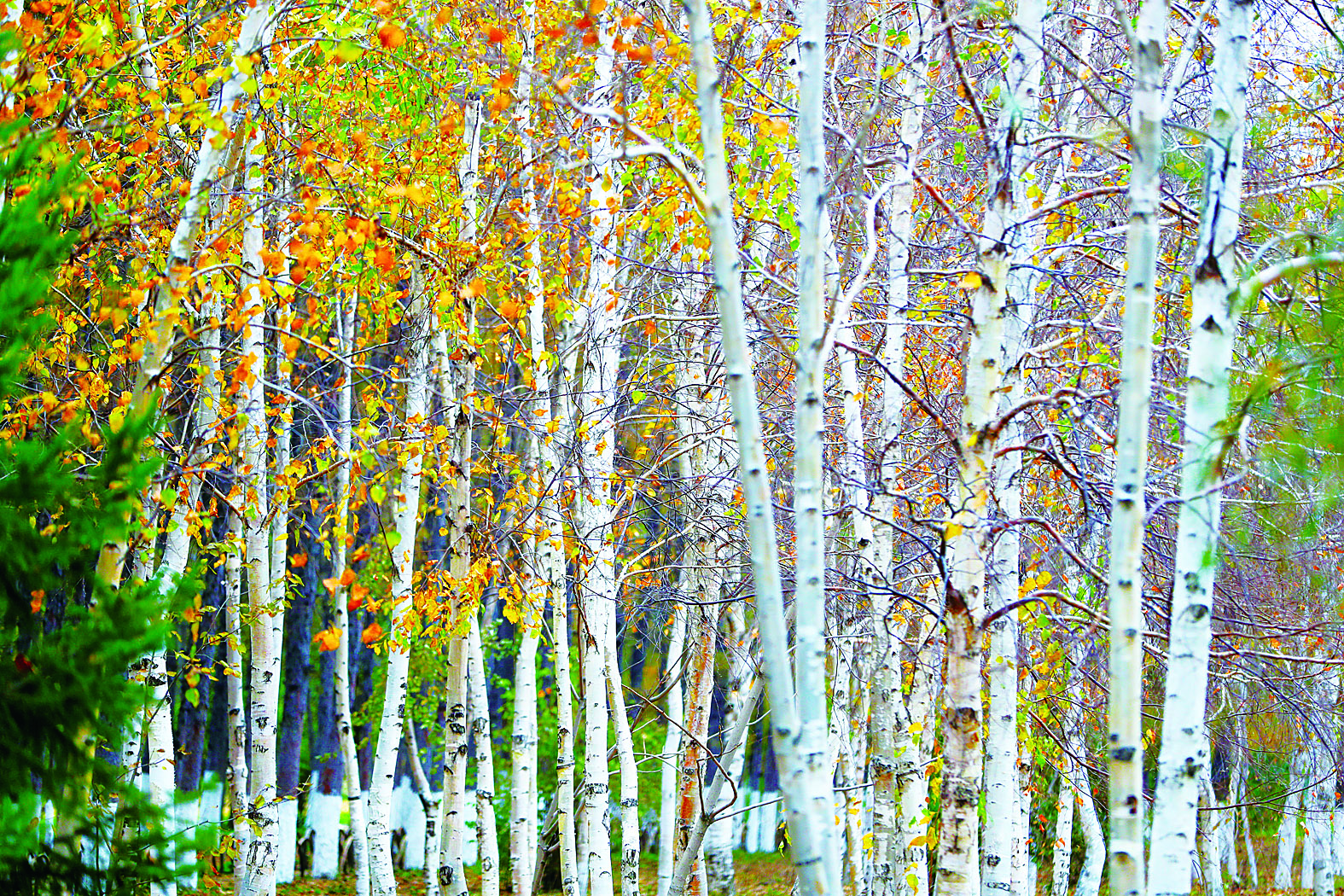 长春百木园“黄金大道” 成网红打卡地