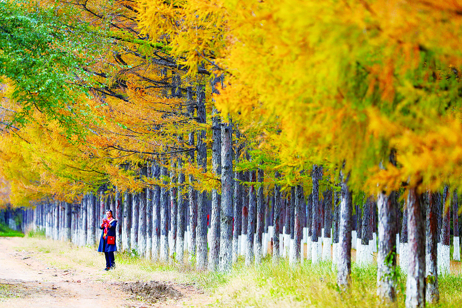 长春百木园“黄金大道” 成网红打卡地