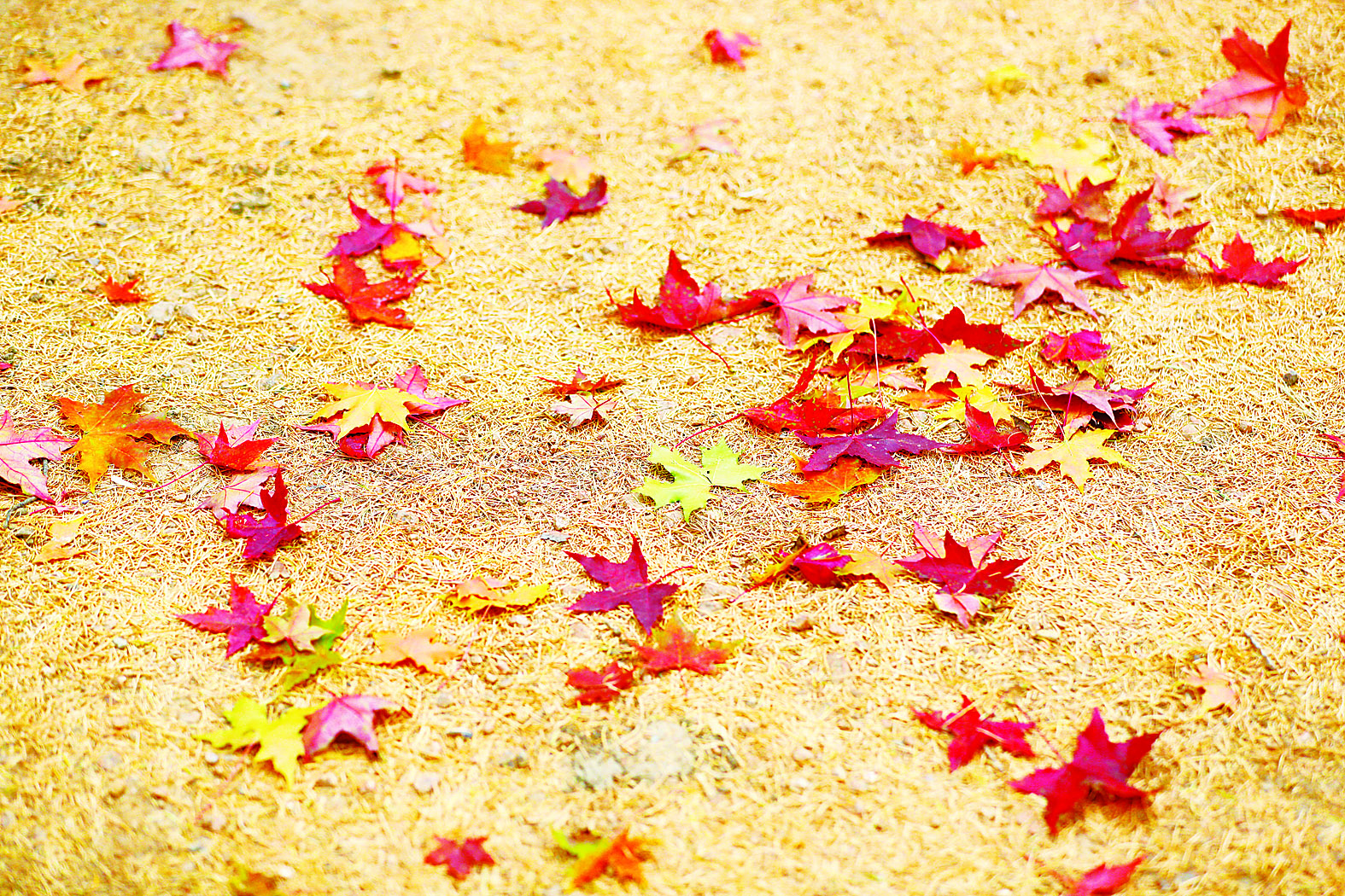 长春百木园“黄金大道” 成网红打卡地