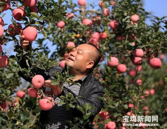 【三秦大地 宝鸡】陕西宝鸡市凤翔县农民曹铭元获全国 “百姓学习之星”