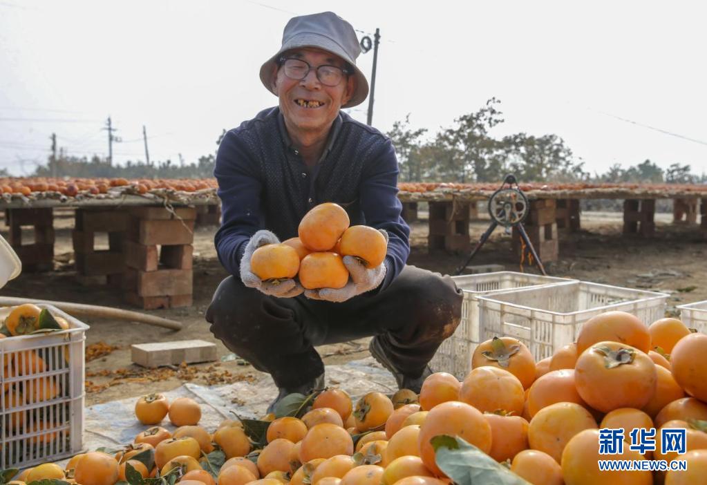 深秋晾柿 一派丰景