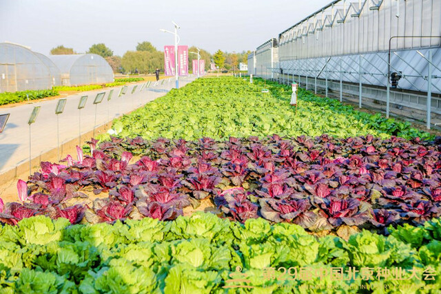 有特色、有效能！丰台区世界种子大会 品种展示基地迎来种业盛会_fororder_6_副本