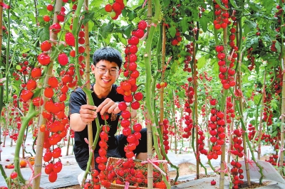 【河南好項目-圖片】扶溝縣小番茄大産業