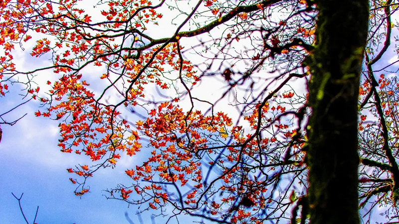 眉山洪雅：金秋瓦屋山 美得太惊艳_fororder_金秋瓦屋山美景-摄影--翟明均