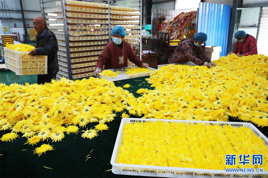 許昌鄢陵：“菊花經濟”助力鄉村振興