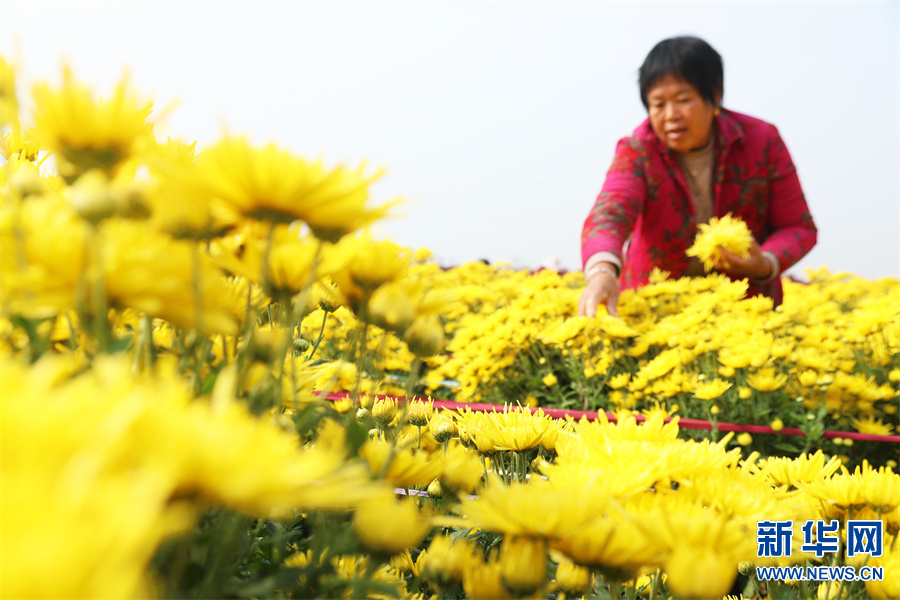 許昌鄢陵：“菊花經濟”助力鄉村振興