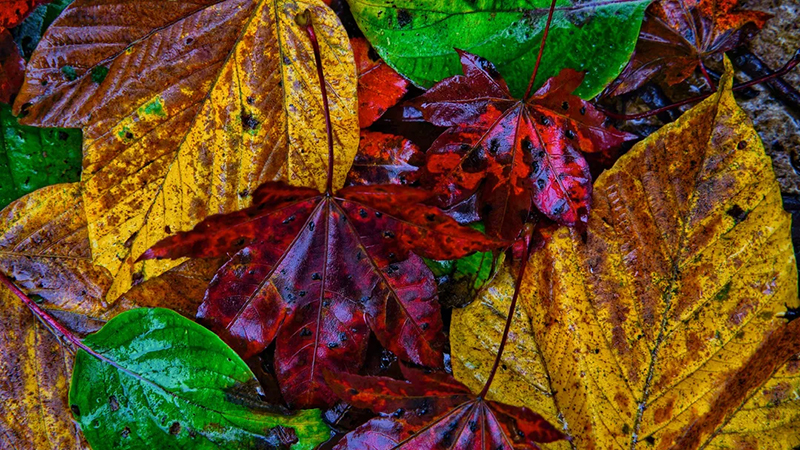 眉山洪雅：金秋瓦屋山 美得太惊艳_fororder_瓦屋山多彩落叶-摄影-栗慧娟