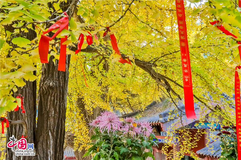 唤醒沉睡千年的金色精灵--沂水灵泉寺银杏树